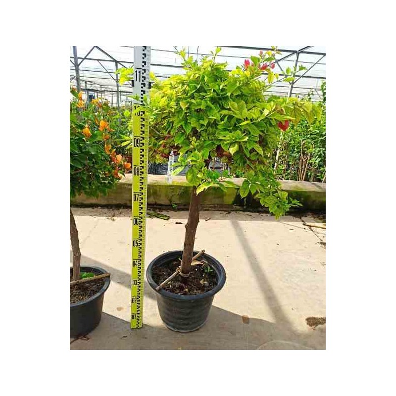 Bougainvillea hybride bougainvillier