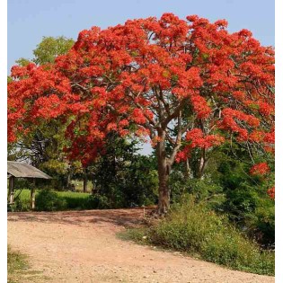 Delonix regia (Flamboyant)