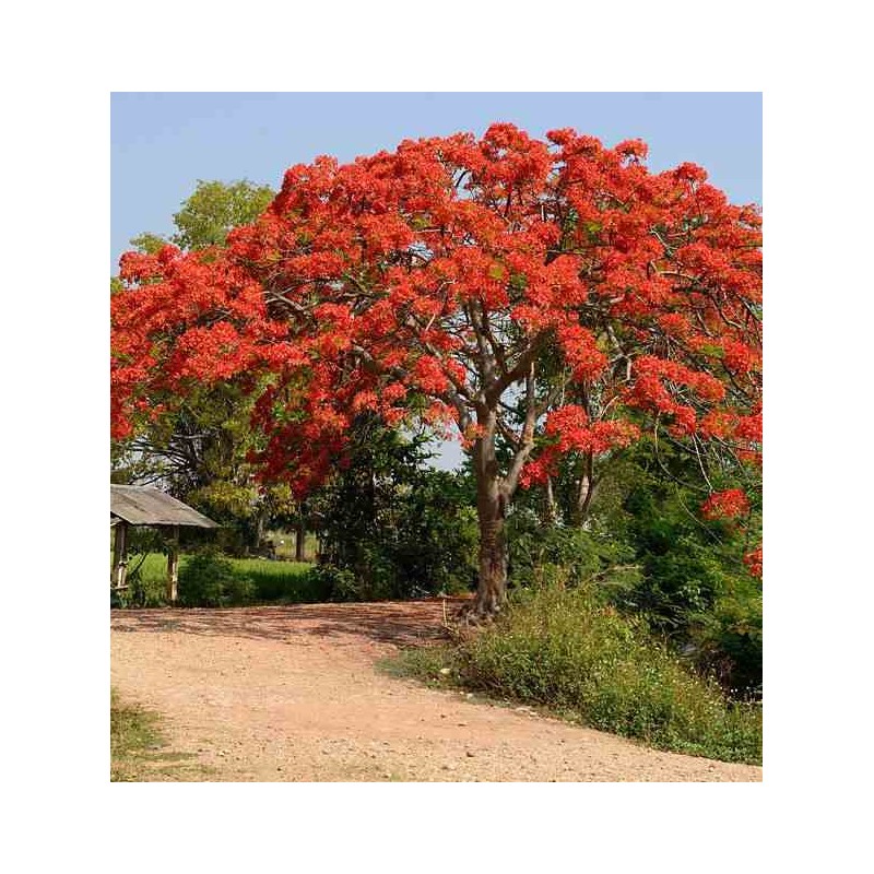 Delonix regia (Flamboyant)