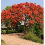 Delonix regia (Flamboyant)