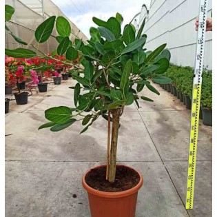 Ficus benghalensis 'Audrey' (Figuier des Banyans 'Audrey')