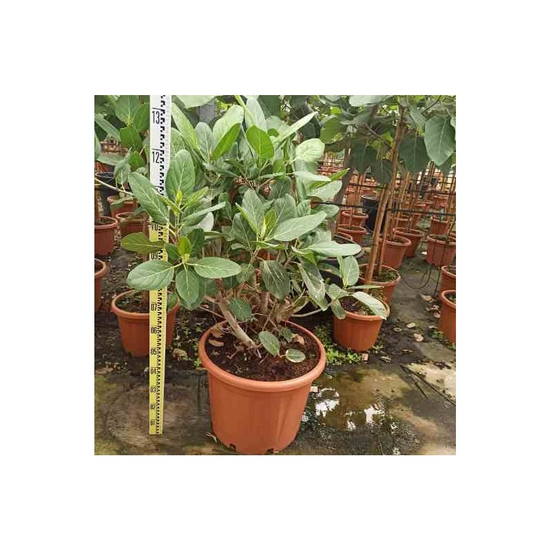 Ficus benghalensis 'Audrey' Figuier des Banyans 'Audrey'