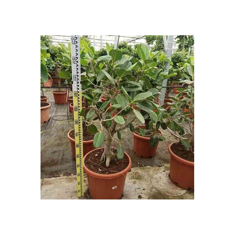 Ficus benghalensis 'Audrey' Figuier des Banyans 'Audrey'