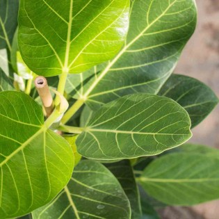 Ficus benghalensis 'Audrey' (Figuier des Banyans 'Audrey')
