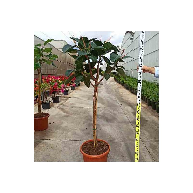 Ficus elastica 'Robusta' Caoutchouc