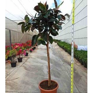 Ficus elastica 'Robusta' Caoutchouc