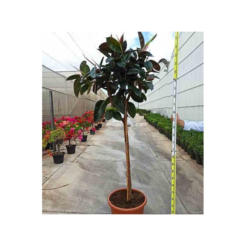 Ficus elastica 'Robusta' Caoutchouc