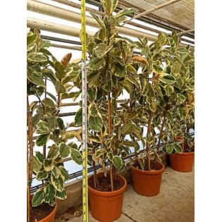Ficus elastica 'Tineke' Caoutchouc panaché