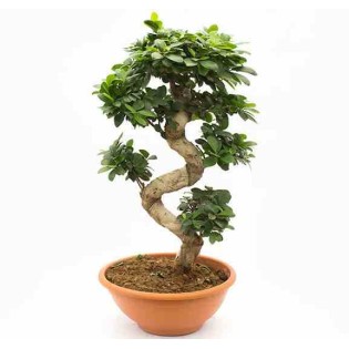 Ficus microcarpa 'Compacta'