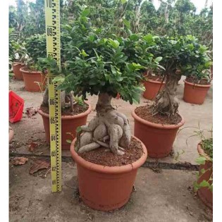 Ficus microcarpa 'Compacta' Ginseng grosses racines