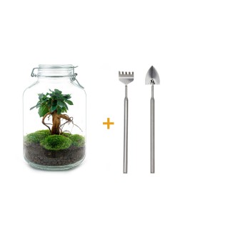 Diy Terrarium - Ficus Ginseng Bonsai - ↕ 28 Cm