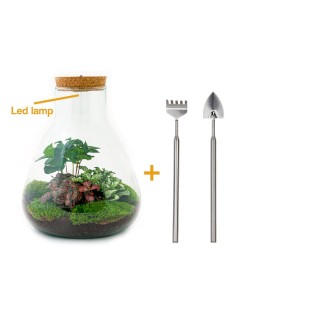 Diy Terrarium - Sam With Light - ↕ 30 Cm