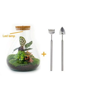 Diy Terrarium - Sam Calathea Met Lamp - ↕ 30 Cm