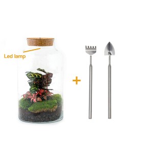 Diy Terrarium - Milky Calathea Met Lamp - ↕ 31 Cm