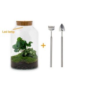 Diy Terrarium - Milky Coffea With Light - ↕ 31 Cm