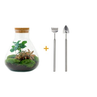 Diy Terrarium - Sammie Coffea - ↕ 26 Cm