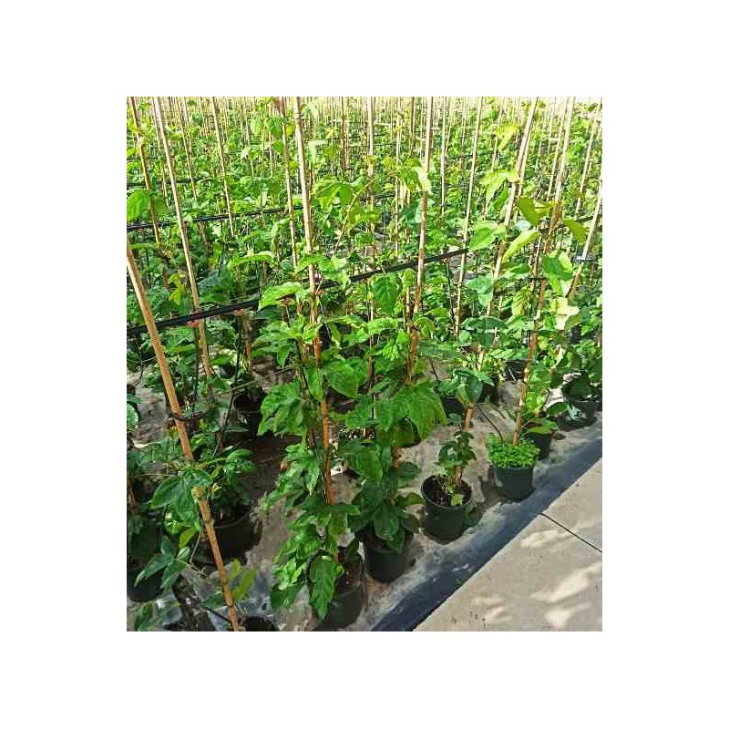 Passiflora ligularis grenadelle grenadille sucrée grenadille douce