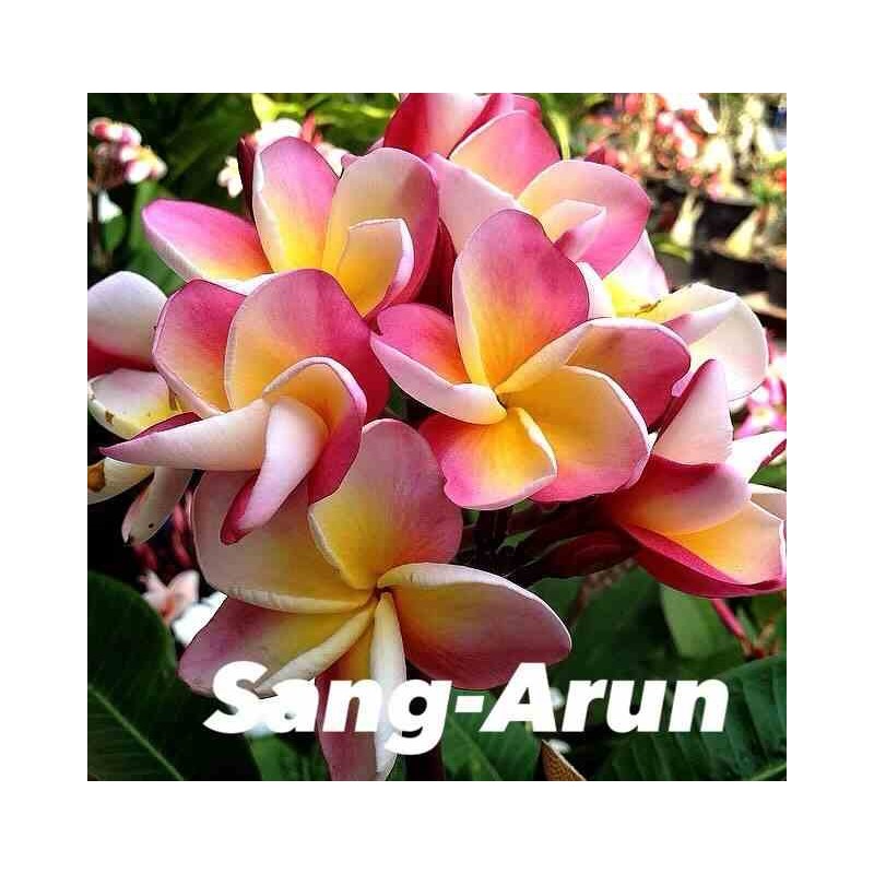 Plumeria rubra "Sang-Arun" (frangipanier)