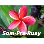 Plumeria rubra "Som-Pra-Ruay" (frangipanier)
