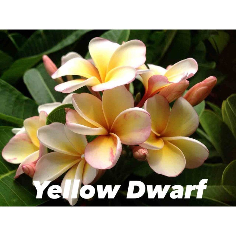 Plumeria rubra "Dwarf yellow" (frangipanier)