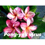 Plumeria rubra "Pong yok virus" (frangipanier)