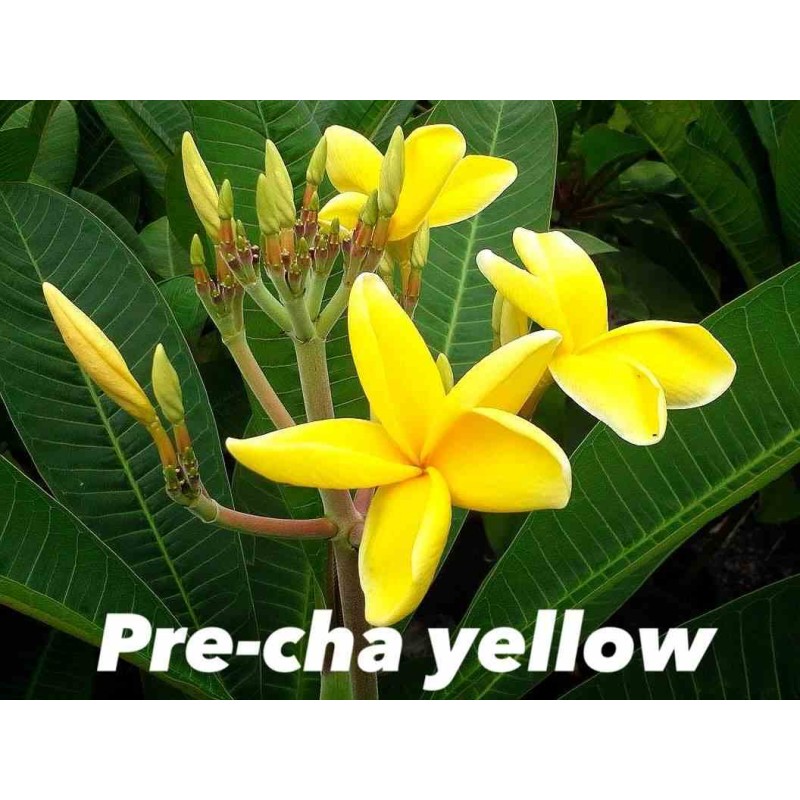 Plumeria rubra "Pre Cha Yellow" (frangipanier)
