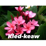 Plumeria rubra "Kled Keaw" (frangipanier)