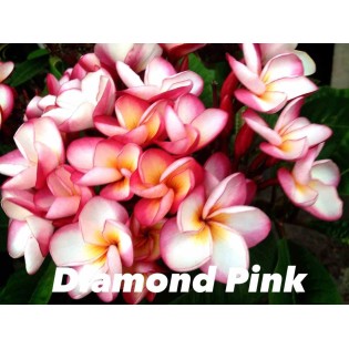 Plumeria rubra "Diamond pink" (frangipanier)