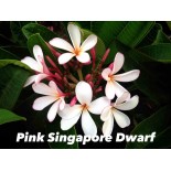 Plumeria rubra "Pink Singapore Dwarf" (frangipanier)