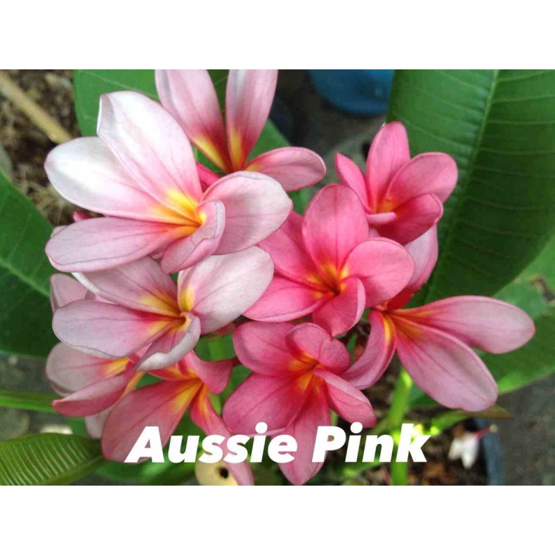 Plumeria rubra "Aussie Pink" (frangipanier)