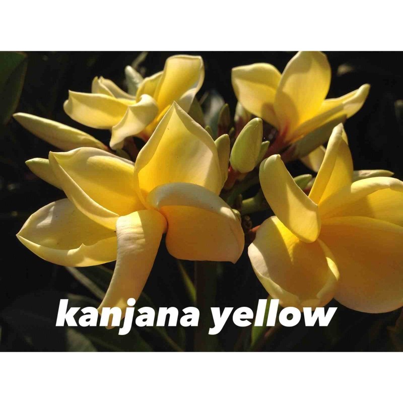 Plumeria rubra "Kanjana Yellow" (frangipanier)