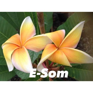 Plumeria rubra "E-Som" (frangipanier)
