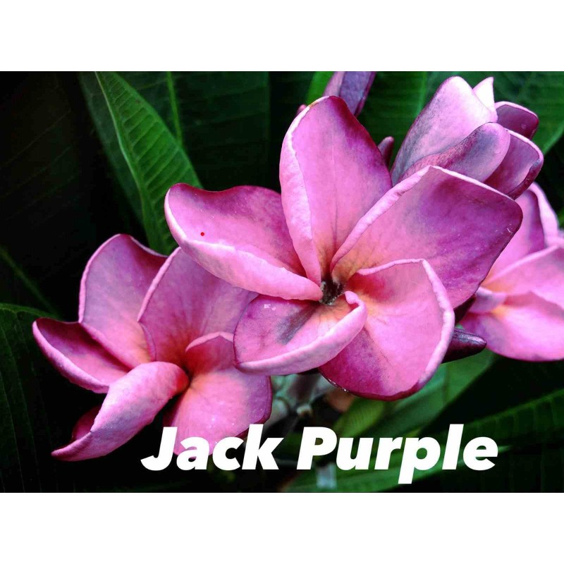Plumeria rubra "Jack purple" (frangipanier)