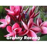 Plumeria rubra "Granny Rorang" (frangipanier)
