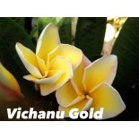 Plumeria rubra "Vichanu Gold" (frangipanier)