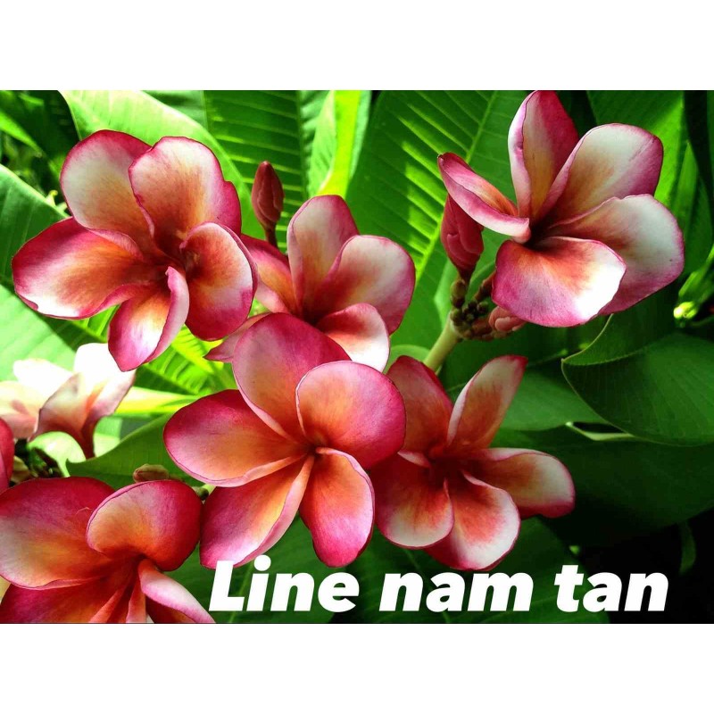 Plumeria rubra "Ligne Nam Tan" (frangipanier)