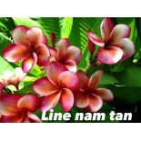 Plumeria rubra "Line Nam Tan" (frangipanier)