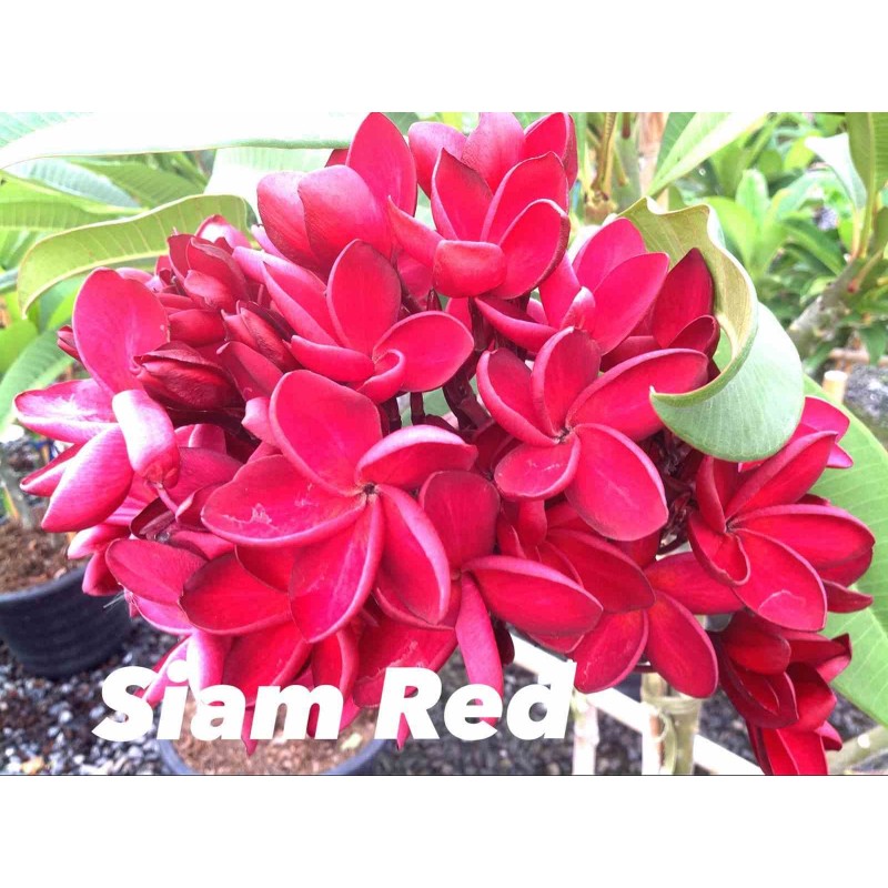Plumeria rubra "Siam Red" (frangipanier)