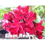 Plumeria rubra "Siam Red" (frangipanier)