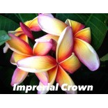 Plumeria rubra "Imperial crown" (frangipanier)