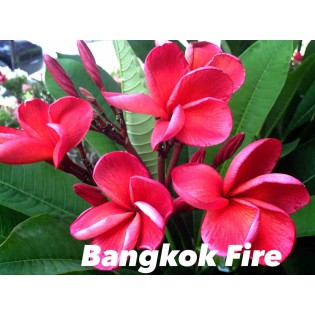 Plumeria rubra "Bangkok Fire" (frangipanier)
