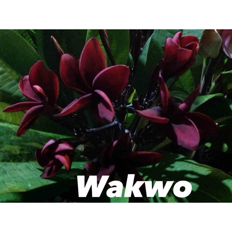Plumeria rubra "Wakwo" (frangipanier)