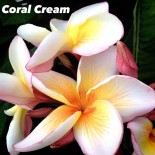 Plumeria rubra "Coral Cream" (frangipanier)