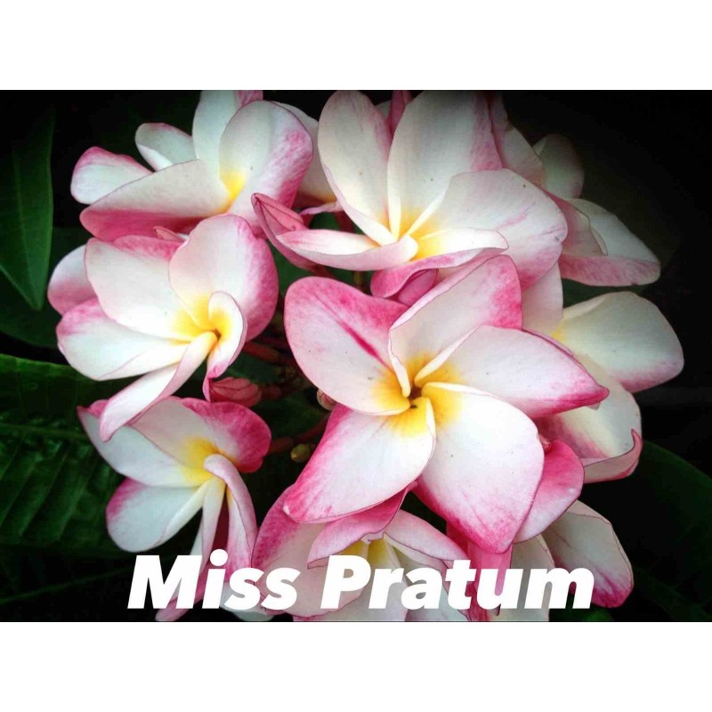 Plumeria rubra "Miss Pratum" (frangipanier)