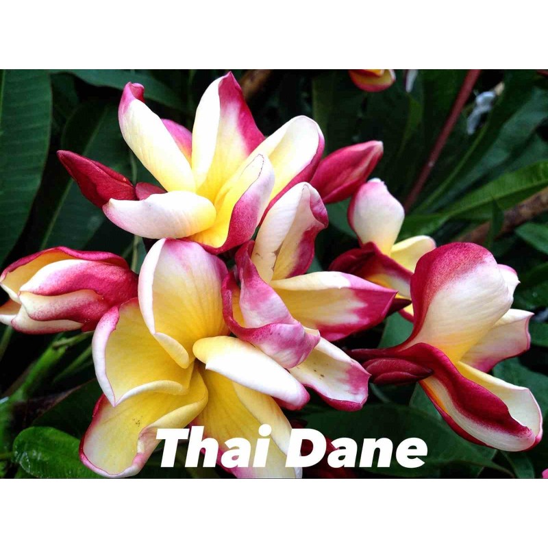 Plumeria rubra "Thai Dane" (frangipanier)