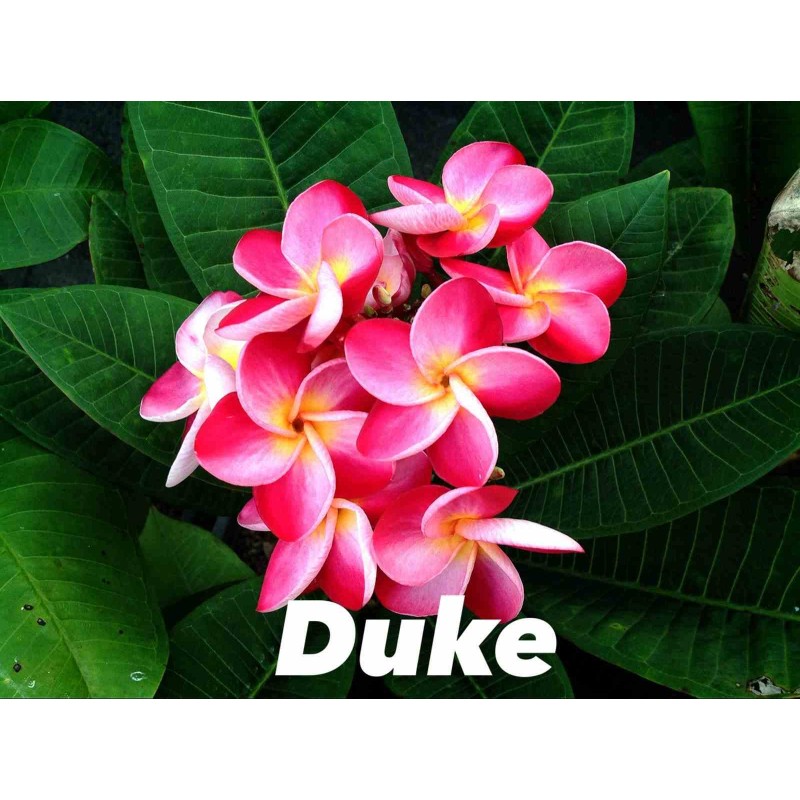 Plumeria rubra "Duke" (frangipanier)