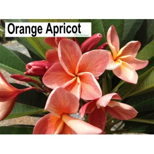Plumeria rubra "Orange apricot" (frangipanier)