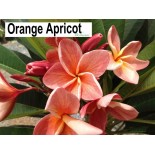 Plumeria rubra "Orange apricot" (frangipanier)