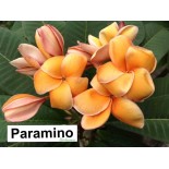 Plumeria rubra "Paramino" (frangipanier)