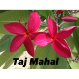 Plumeria rubra "Taj Mahal" (frangipanier)